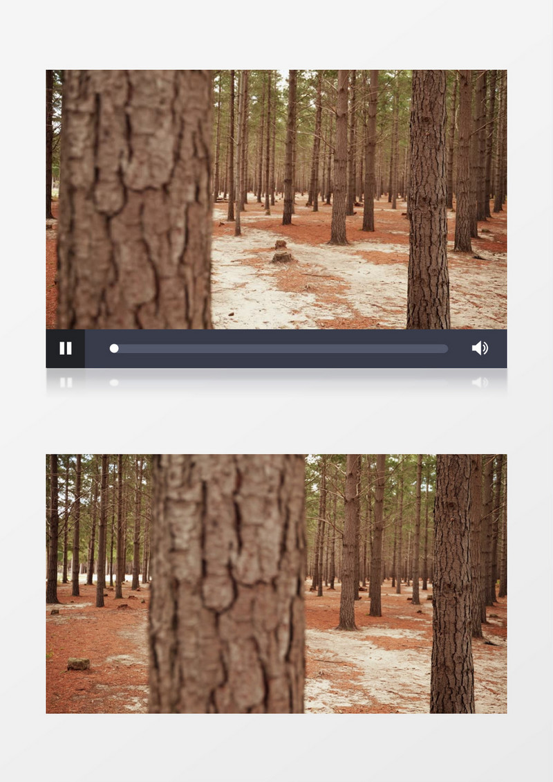 冬季雪后树林中的景象实拍视频素材