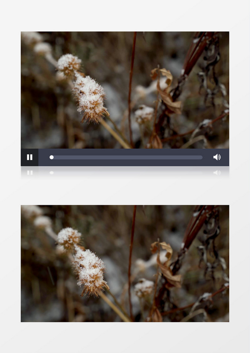 冬季雪花堆积在枯树枝上实拍视频素材