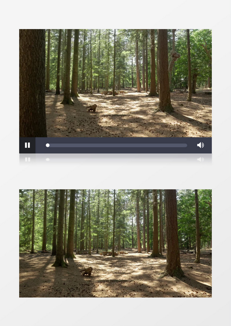 空镜头拍摄上午的树林实拍视频素材