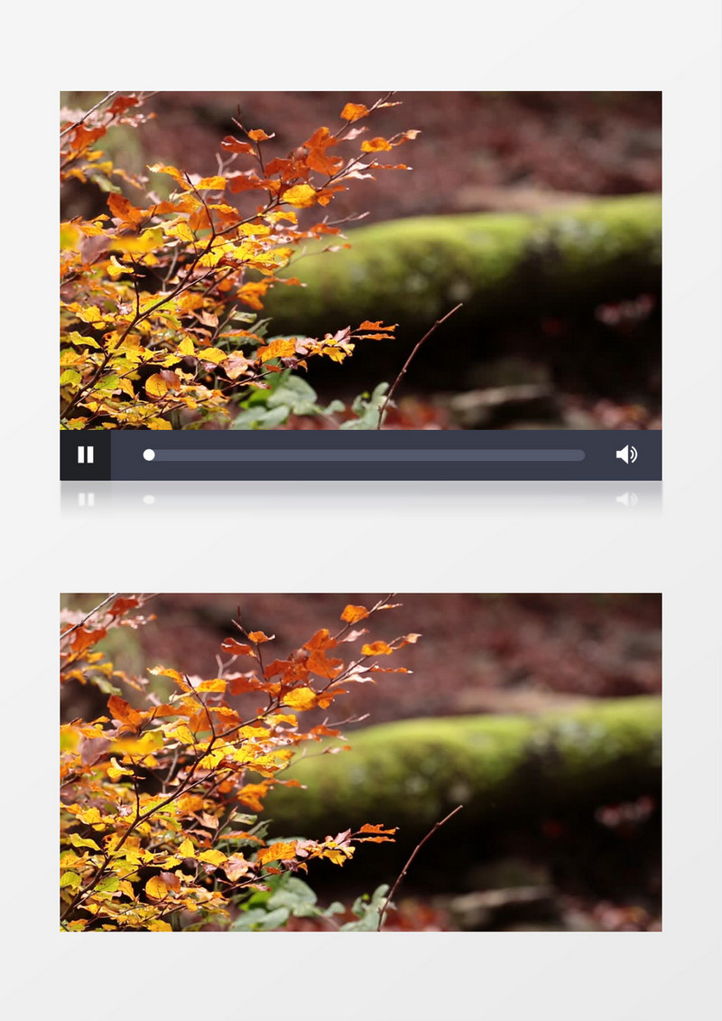 实拍秋季变黄的树叶在风中晃动实拍视频素材