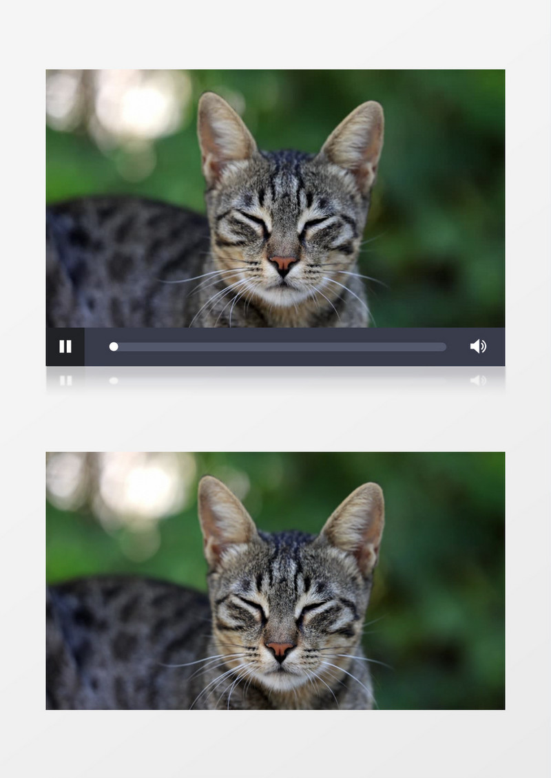 一只黑猫在眯眼观察四周实拍视频素材