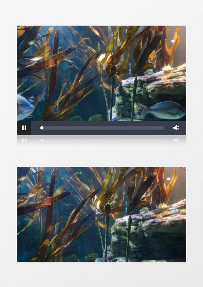 几条大鱼在海底穿梭在海草中间实拍视频素材
