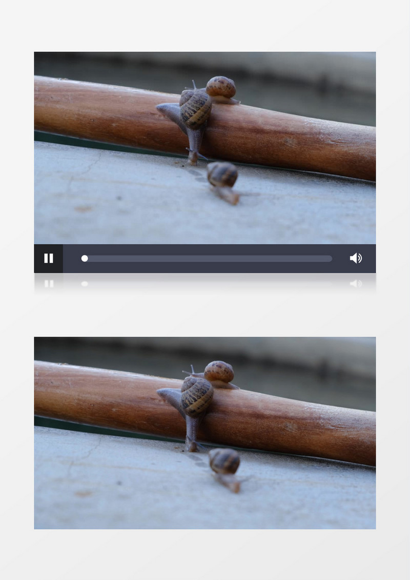 几只蜗牛在缓慢的移动身体实拍视频素材