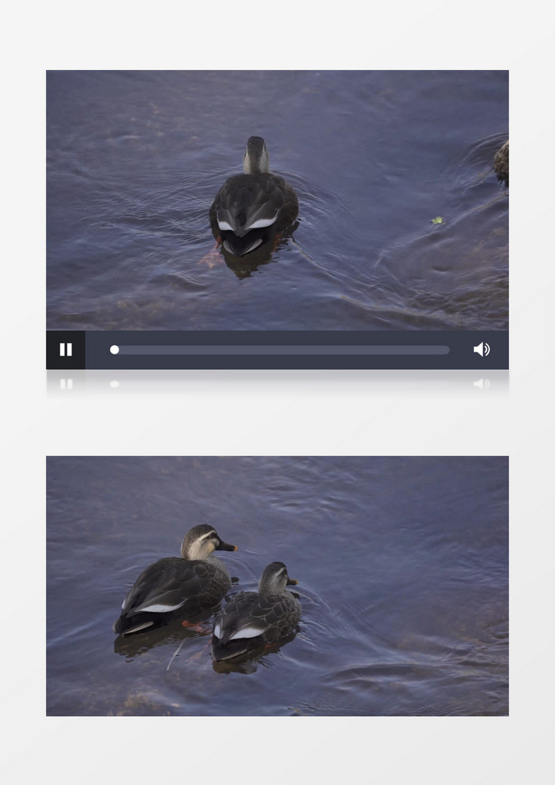 几只野鸭在水中自在的游泳实拍视频素材