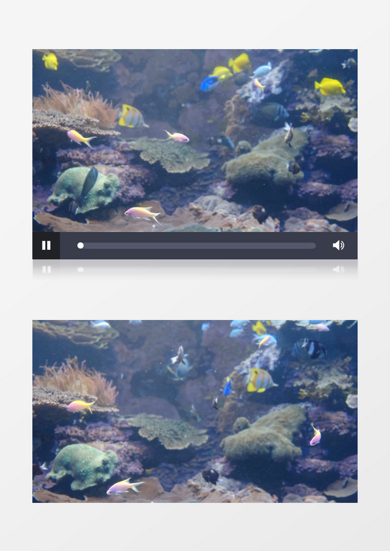 各种颜色的鱼在海底穿行实拍视频素材