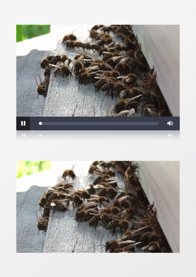 一群蜜蜂在蜂巢附近爬行实拍视频素材