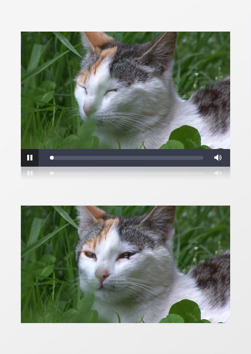 一只猫在草丛中休息实拍视频素材
