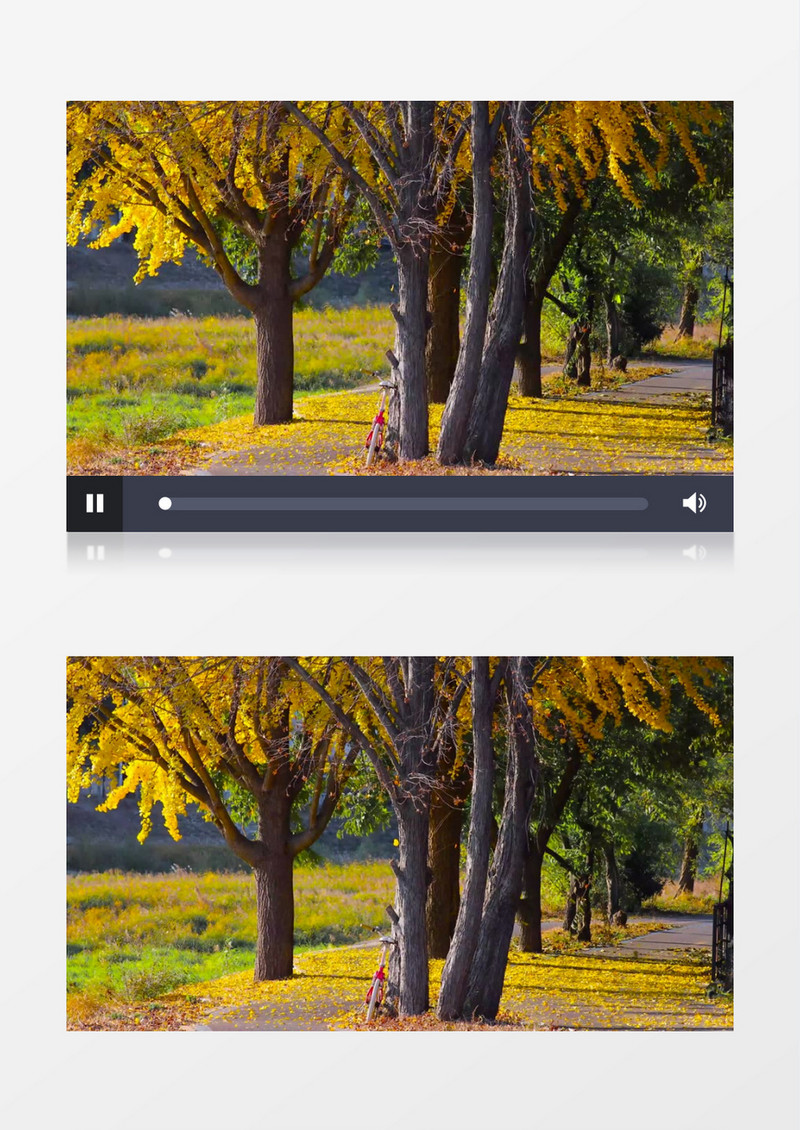 银杏树的落叶铺满公园的道路实拍视频素材