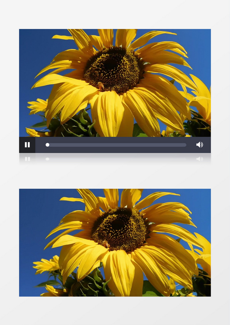 黄色的向日葵在风中晃动实拍视频素材