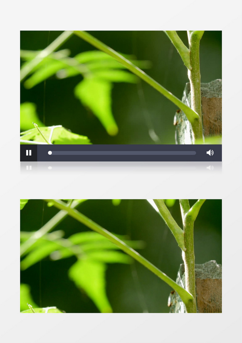 嫩绿的植物上隐藏着一直绿色的虫子实拍视频素材