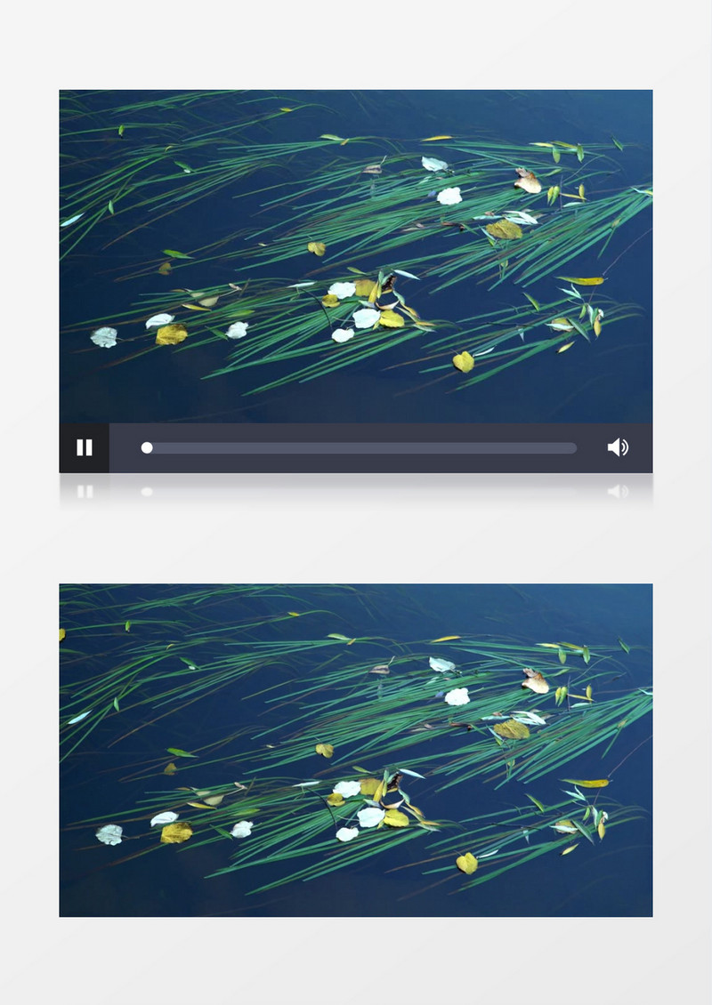 在水面上漂浮的柳叶实拍视频素材