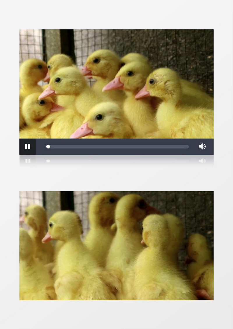 一群小鸭子在四处张望实拍视频素材
