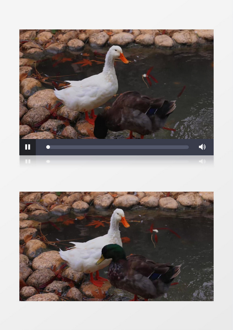 两只鸭子在湖边喝水实拍视频素材