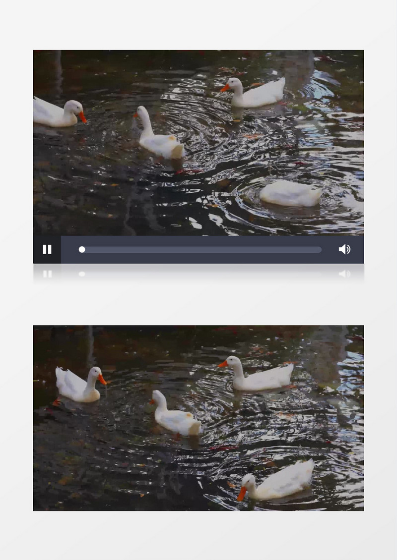 一群鸭子在水面上嬉戏觅食实拍视频素材