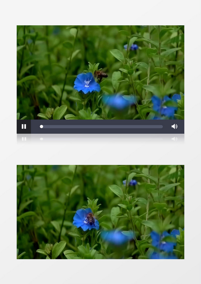 一只蜜蜂在蓝色的花蕊中采蜜实拍视频素材