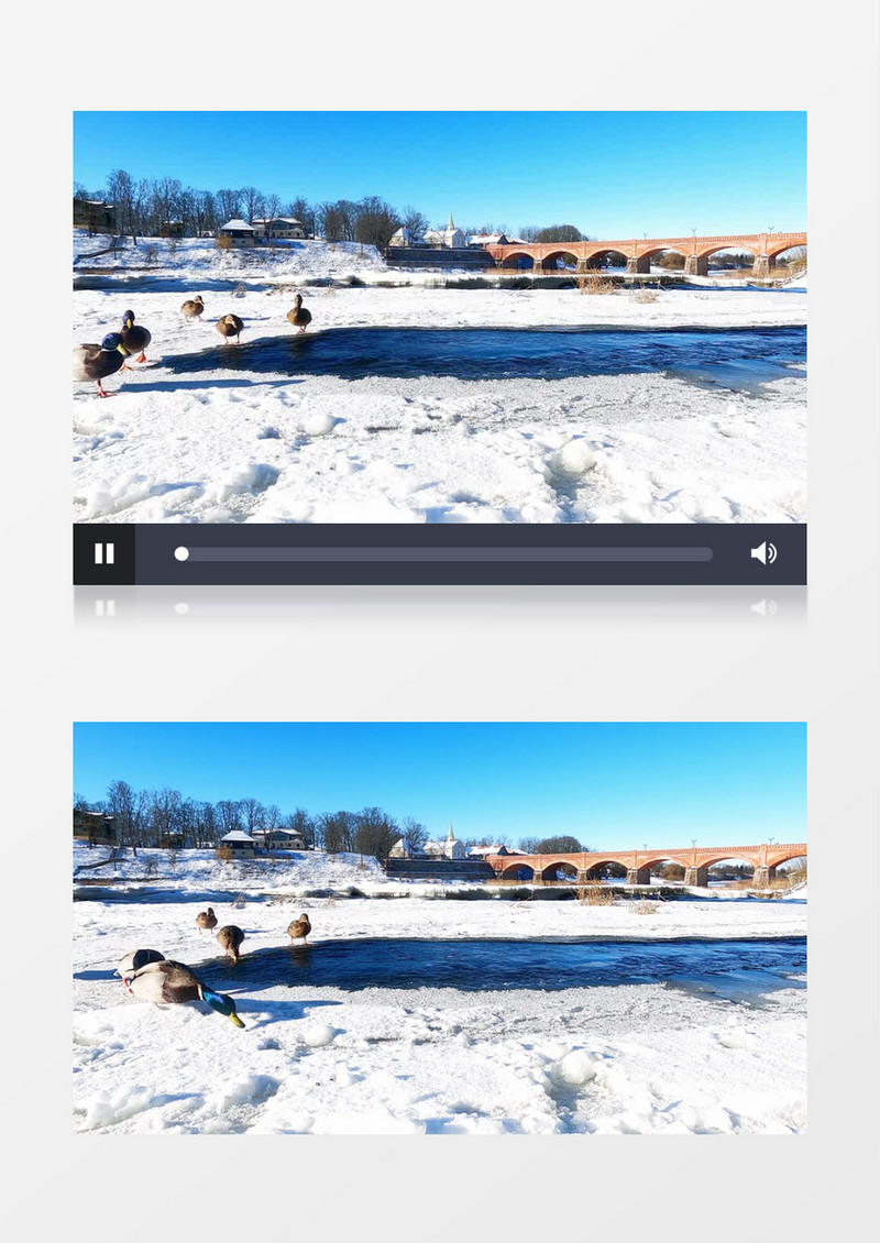 一群鸭子在冰面上觅食实拍视频素材