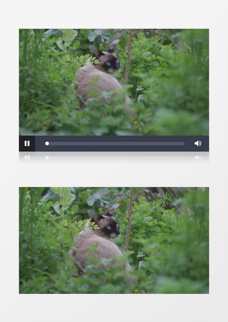 一只灰猫在草丛中回头观望实拍视频素材