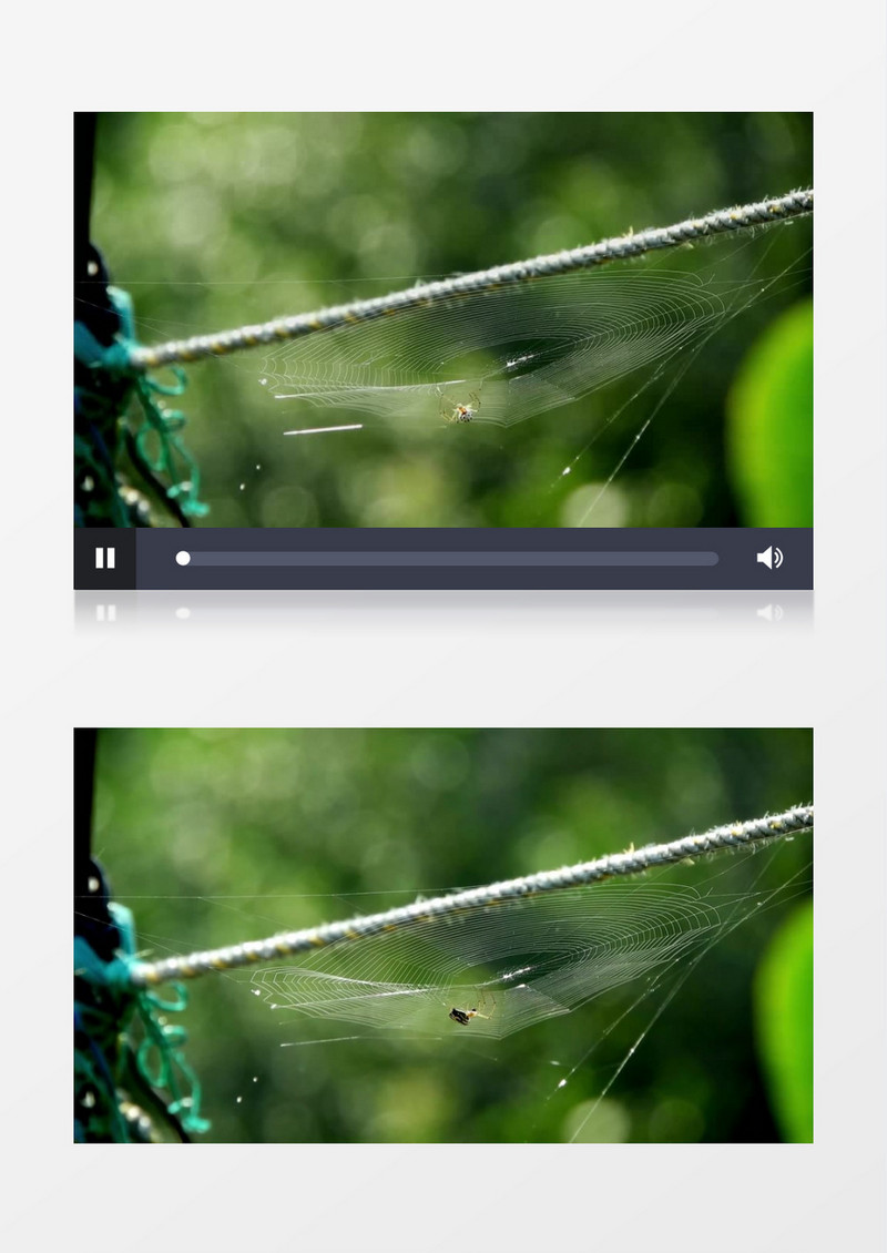 一只蜘蛛在不停的张结蜘蛛网实拍视频素材