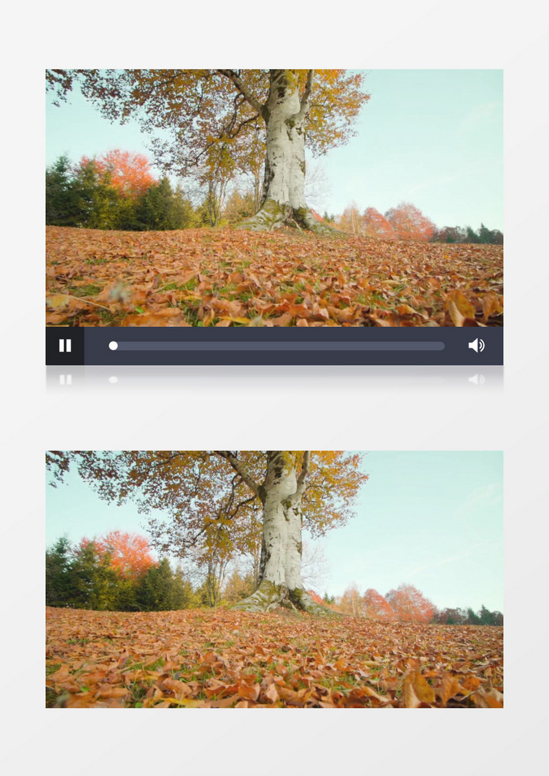 实拍秋季树叶散落一地的景象实拍视频素材