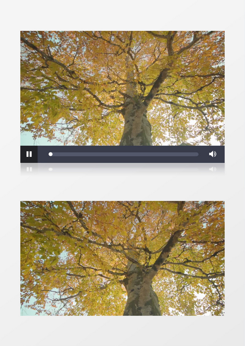 实拍银杏树茂密的树叶实拍视频素材