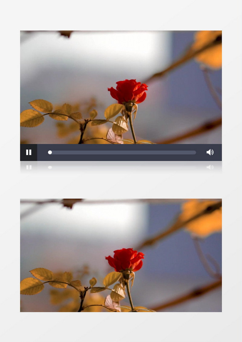 红色的月季花开花了实拍视频素材