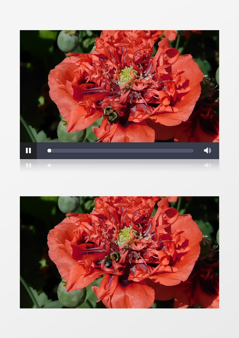 小蜜蜂在红色的花蕊中采蜜实拍视频素材