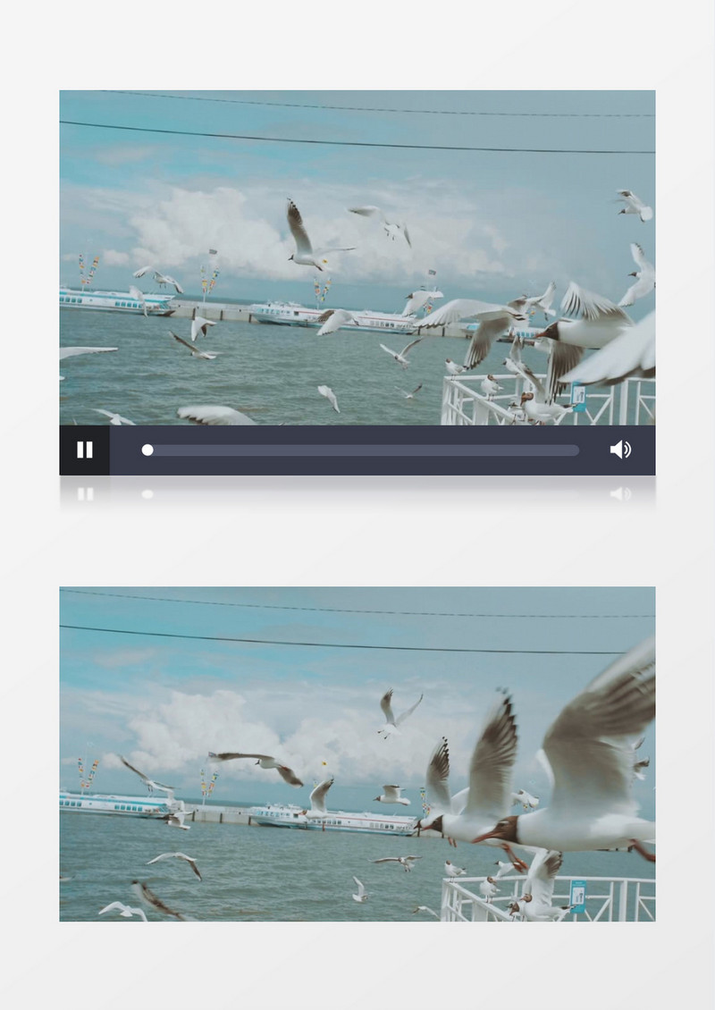 海边港口一群海鸥在飞翔实拍视频素材