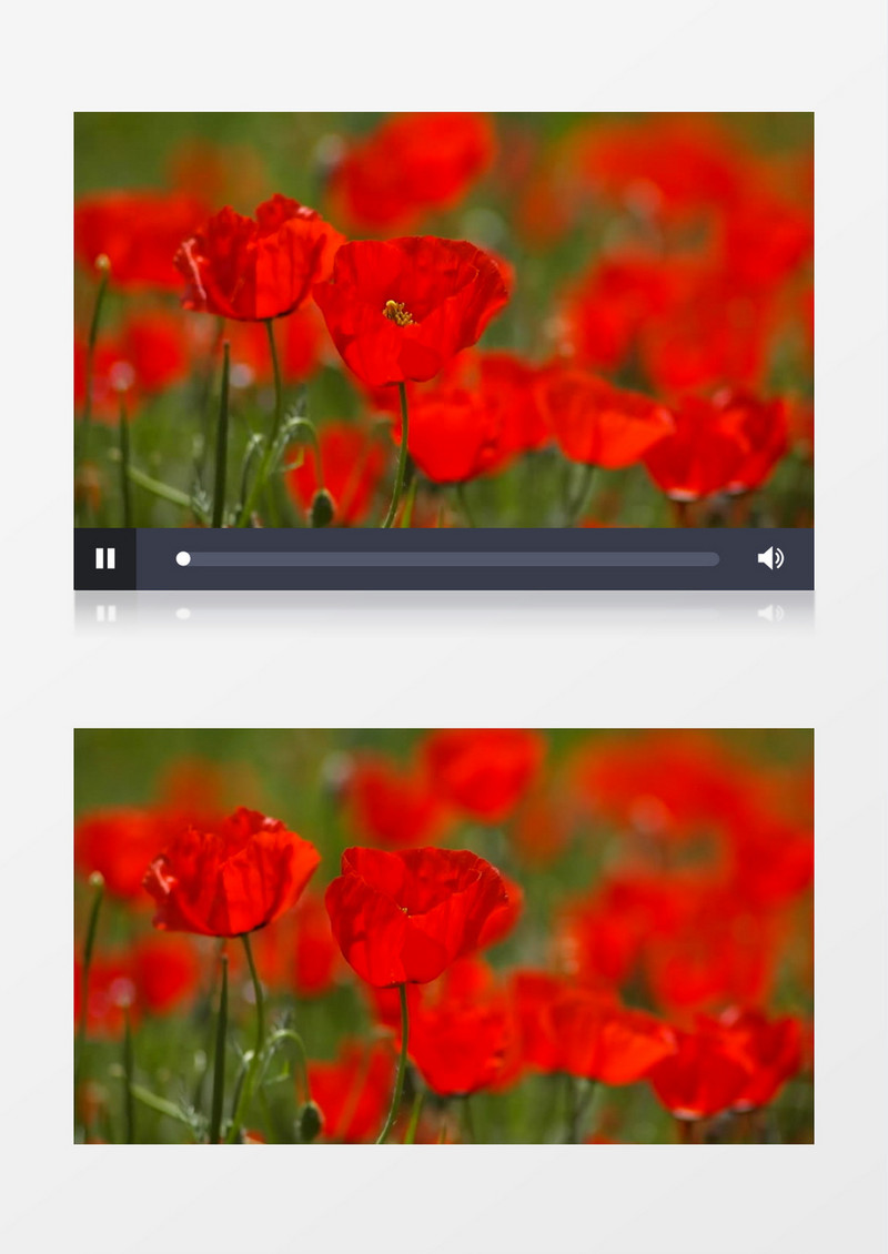 红色的花朵在风中摇曳晃动实拍视频素材