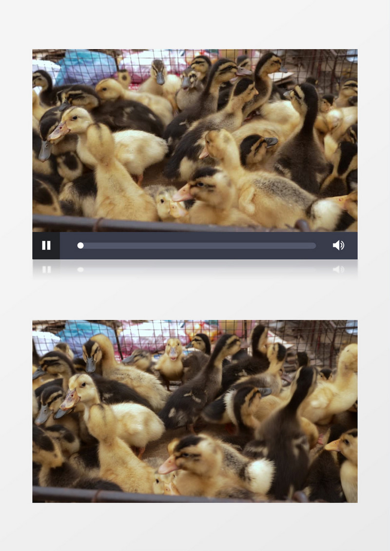 一群小鸭子在笼子里玩耍实拍视频素材