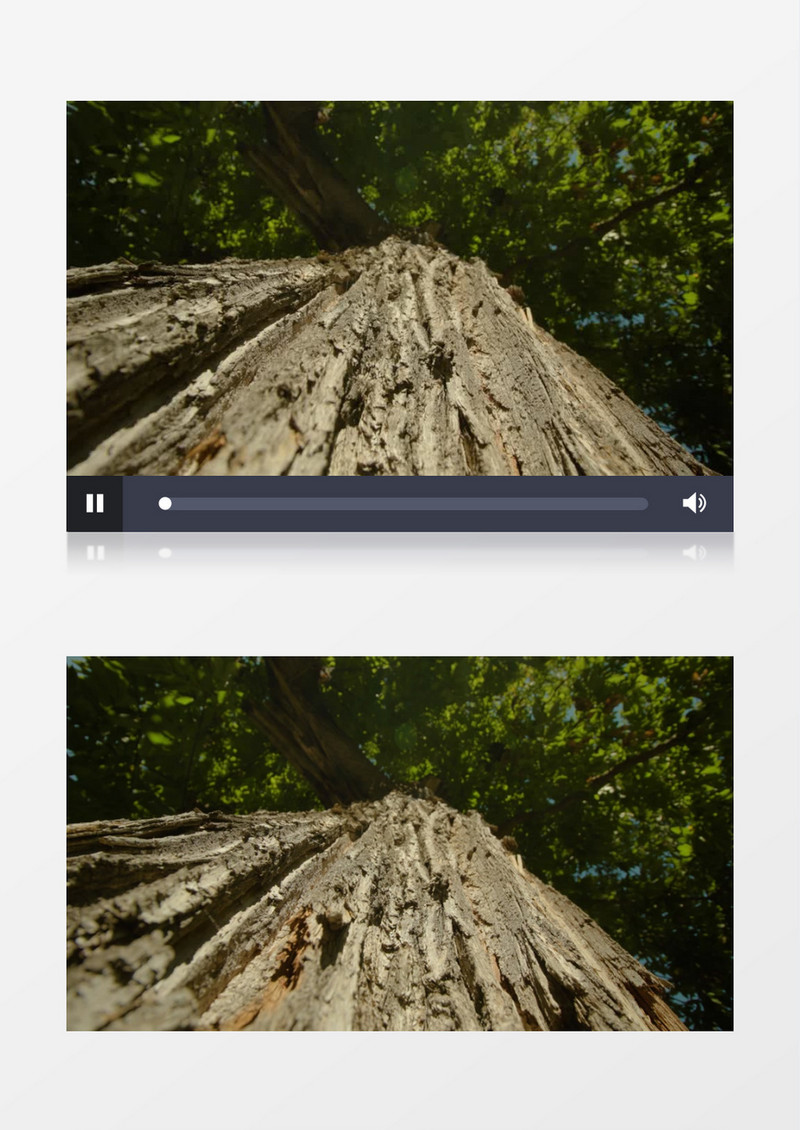 高耸的树木斑驳的树干和茂盛的树叶实拍视频素材