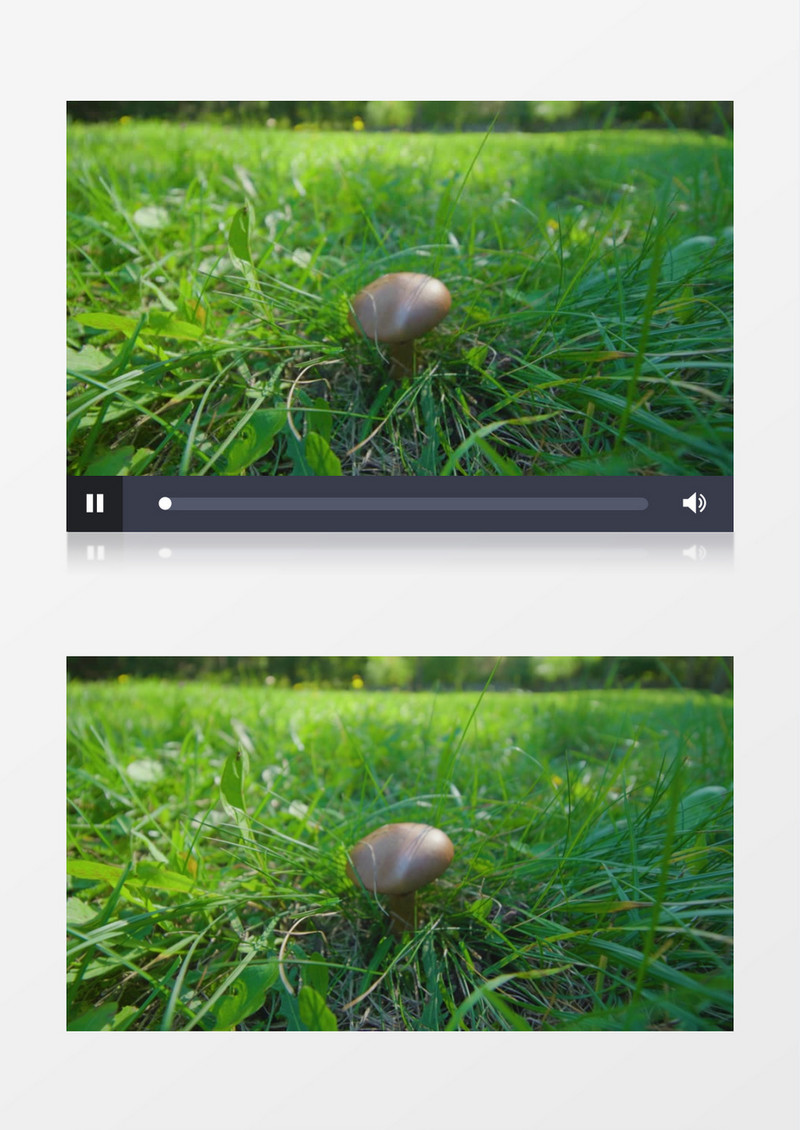 在草丛中长出的一颗蘑菇实拍视频素材