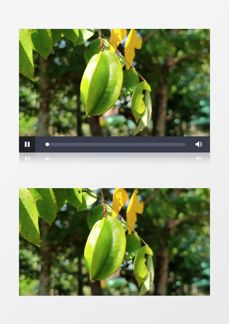 树上的杨桃在随风晃动实拍视频素材