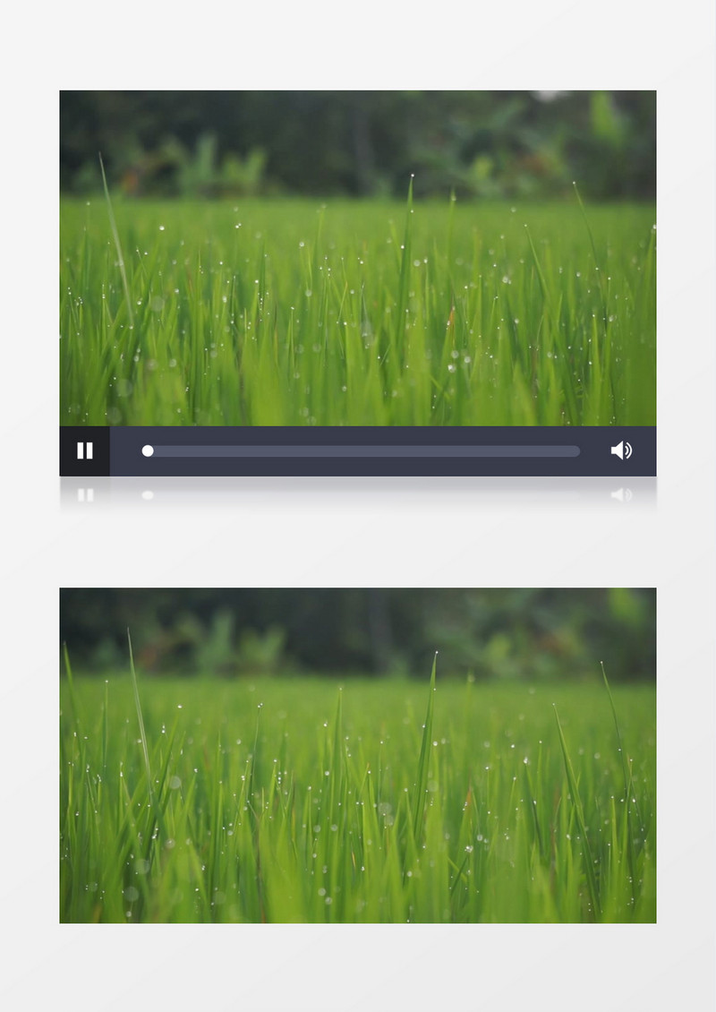 雨后嫩绿的麦苗上沾染着雨滴实拍视频素材