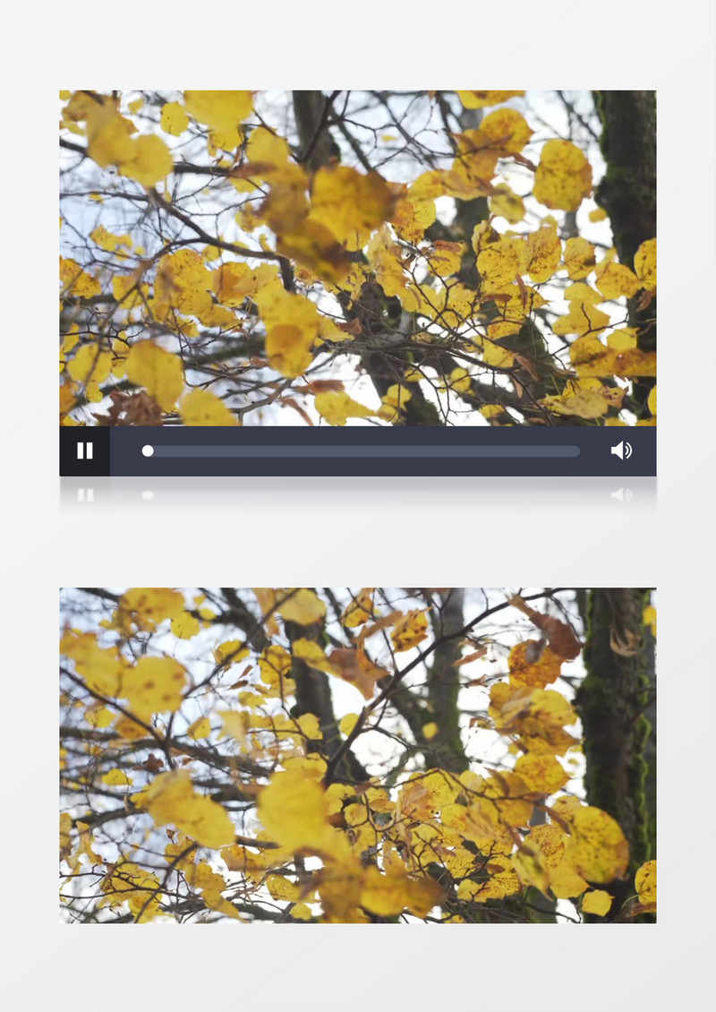 枯黄的树叶在风中摇曳实拍视频素材