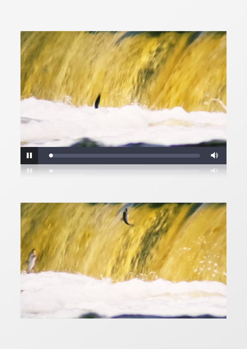 瀑布下一条条鱼在向上飞跃实拍视频素材