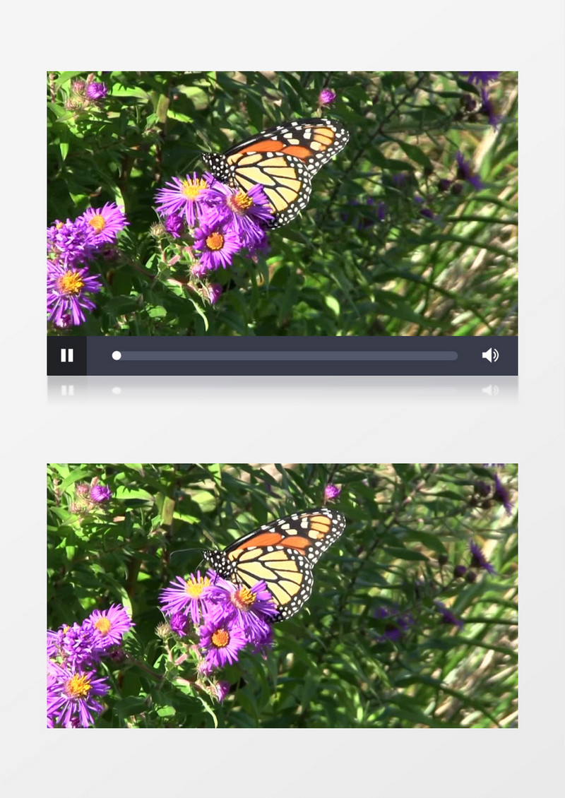 蝴蝶在紫色的花朵上觅食实拍视频素材