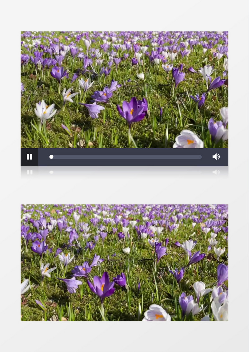 路边绽放着大片的紫色花朵实拍视频素材