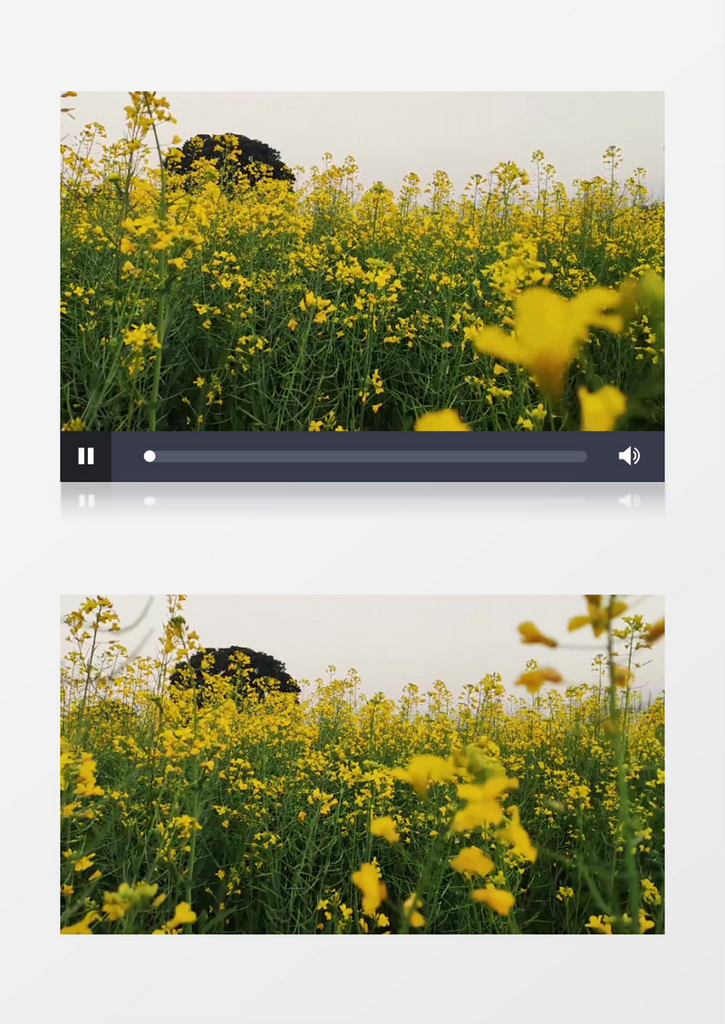 绽放的油菜花在随风飘动实拍视频素材