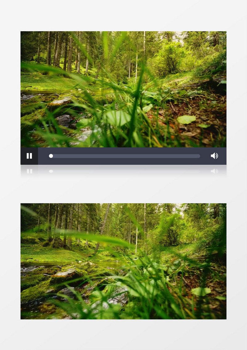 森林里的小河在潺潺流淌实拍视频素材