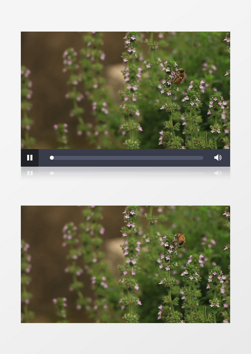 蜜蜂在小花朵上觅食实拍视频素材