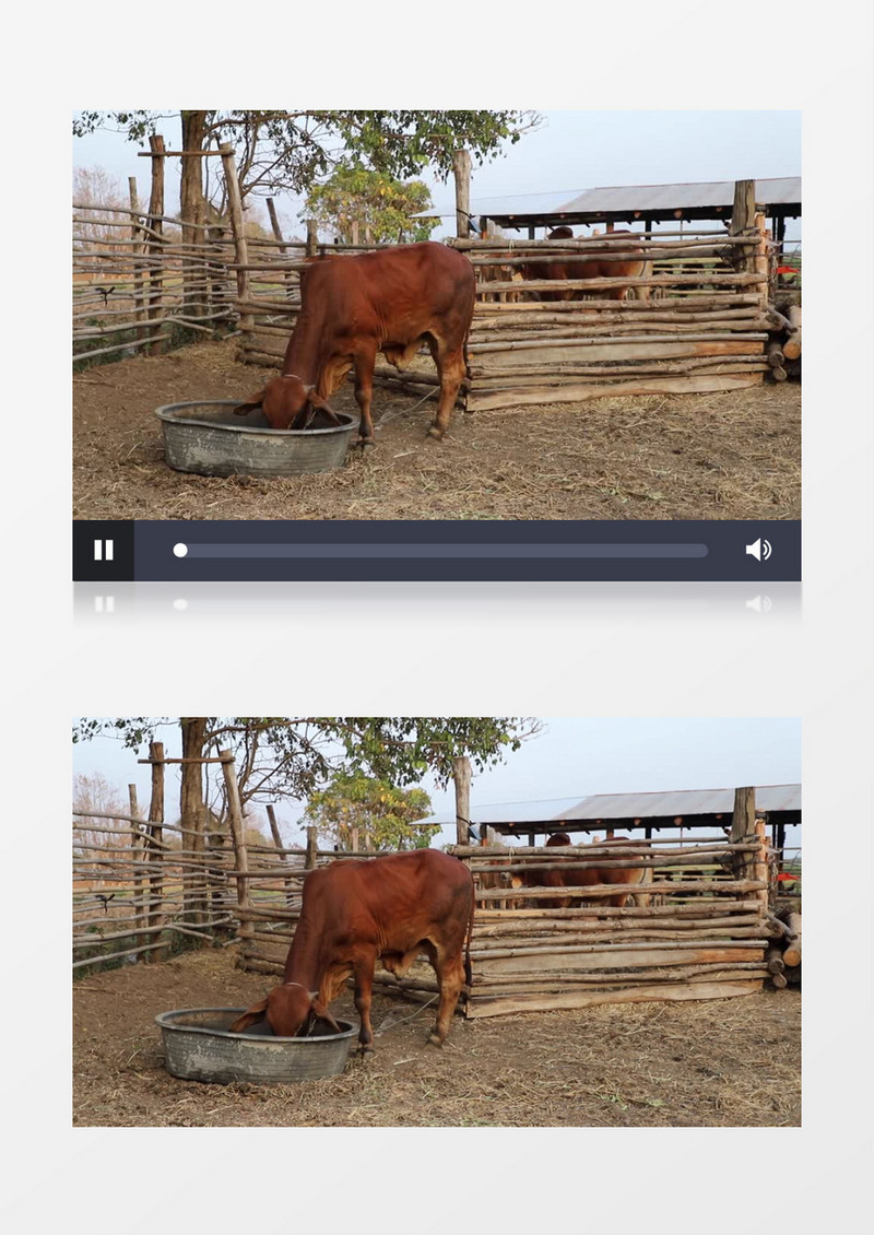 一头牛在牛栏中吃食物实拍视频素材