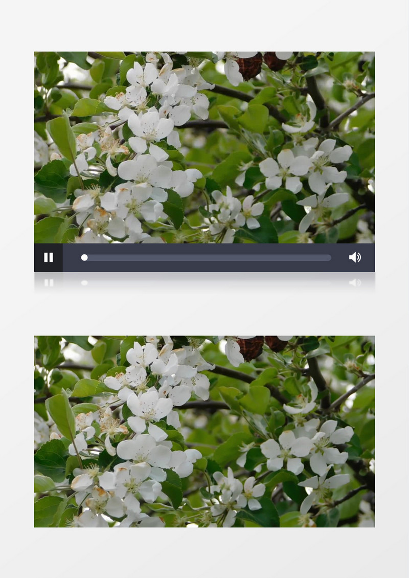 绽放的梨花花簇在风中晃动实拍视频素材