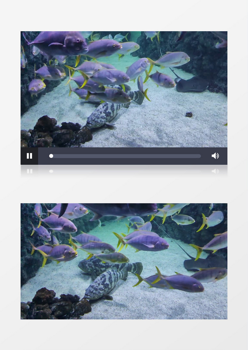 一群海洋鱼类在水中穿梭实拍视频素材