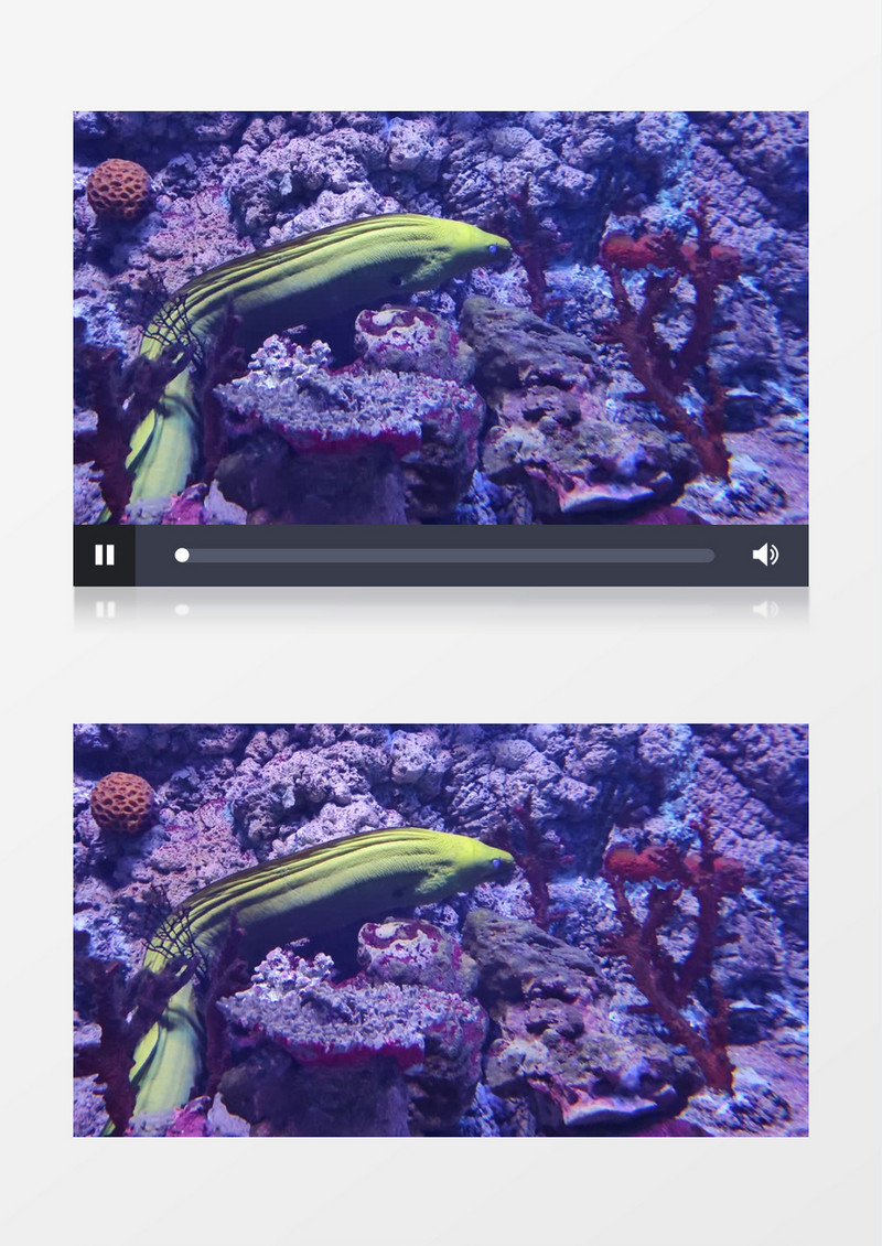 一条海鳗在海底实拍视频素材