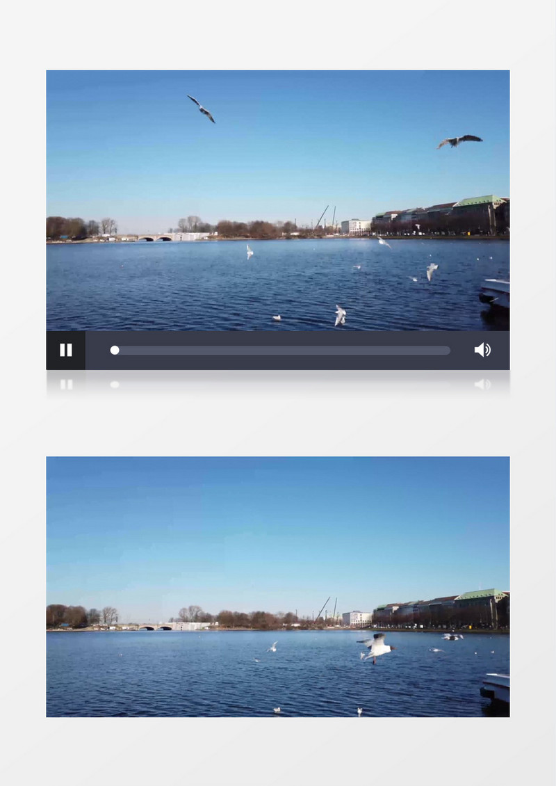 一群海鸥在海面上飞舞实拍视频素材