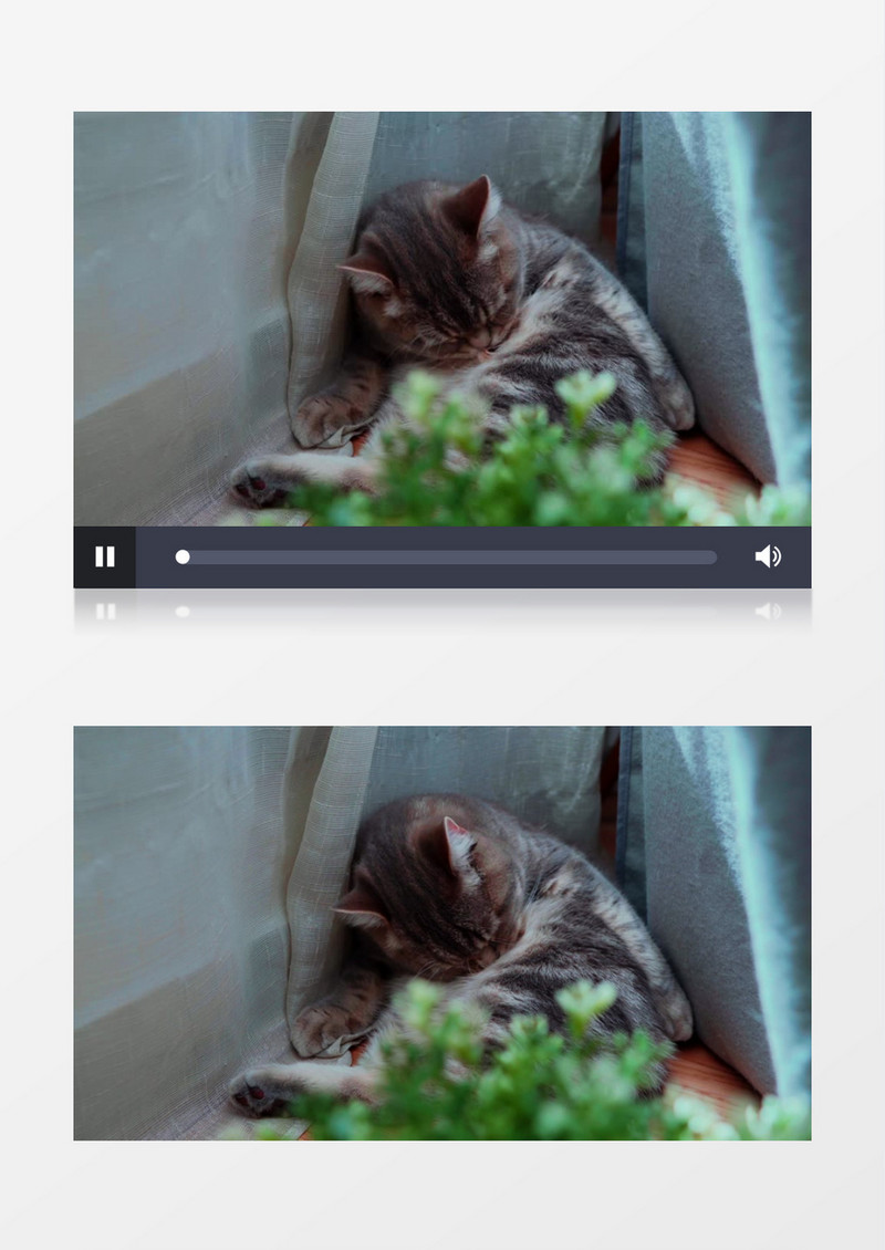 一只小猫在角落里舔舐毛发实拍视频素材