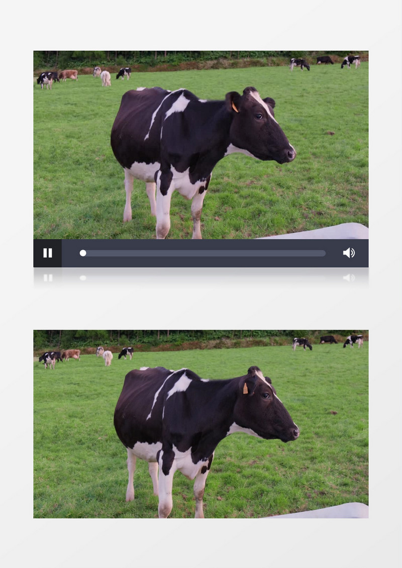 一群奶牛在草地上觅食实拍视频素材
