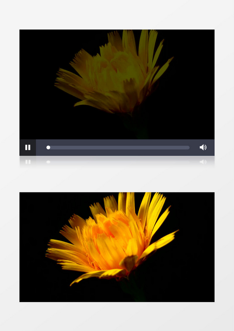 延时拍摄菊花的绽放过程实拍视频素材