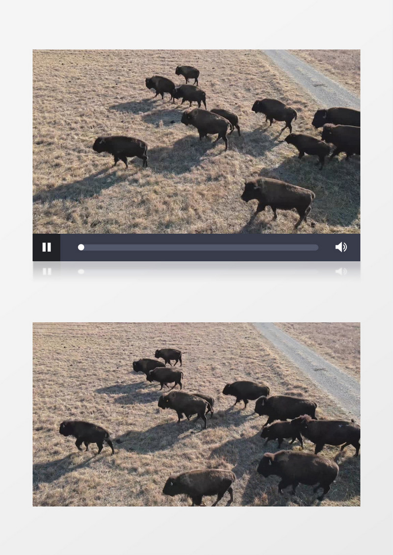一群非洲岬水牛在草地上觅食实拍视频素材