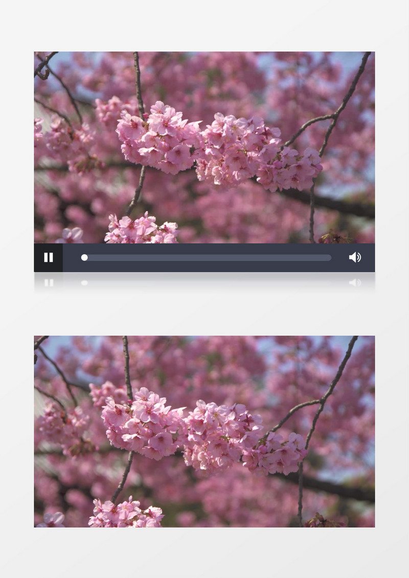 盛开的粉色桃花花簇实拍视频素材
